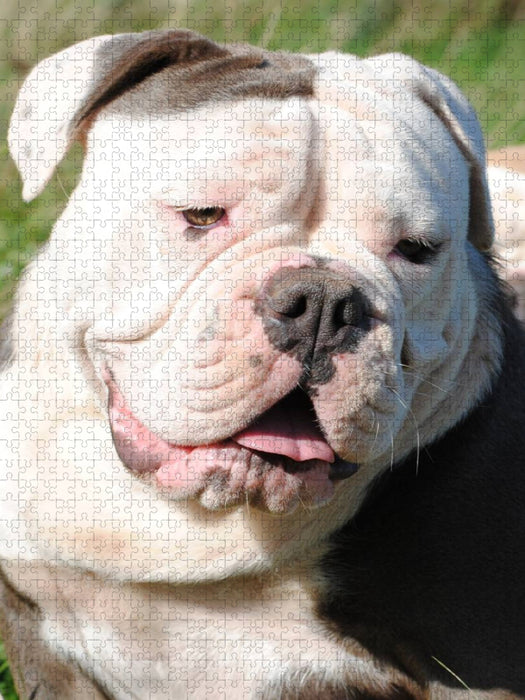 Englische Bulldogge - CALVENDO Foto-Puzzle'