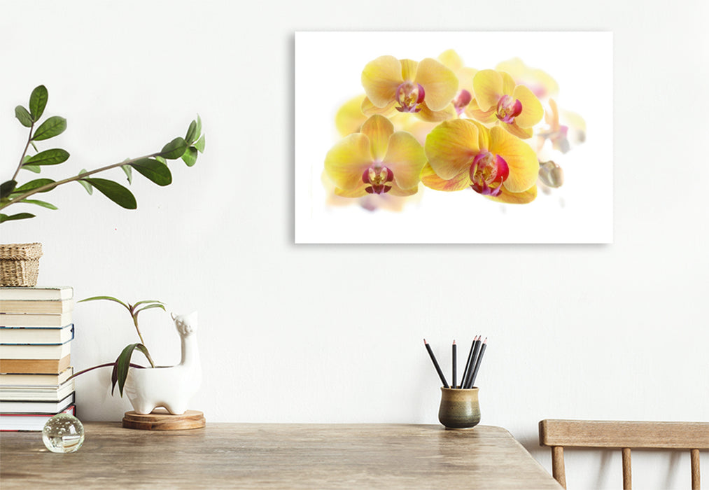 Premium Textil-Leinwand Premium Textil-Leinwand 120 cm x 80 cm quer Phalaenopsis Orchideenrispe in gelb und pink.