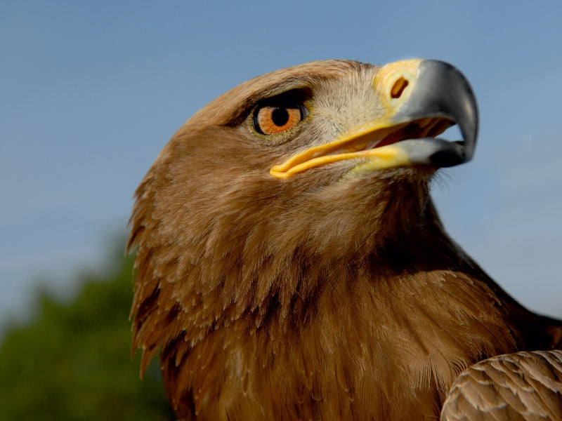 Golden eagle (Aquila chrysaetos) - CALVENDO photo puzzle 