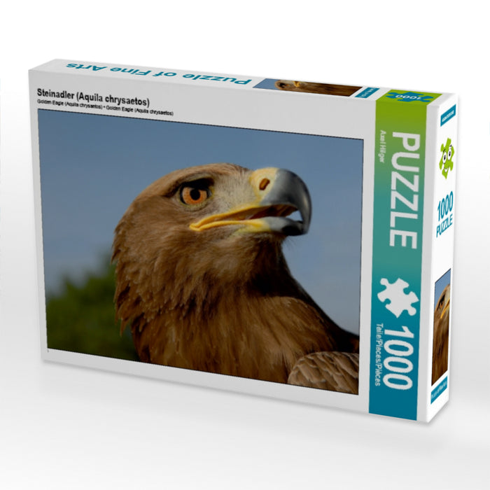 Golden eagle (Aquila chrysaetos) - CALVENDO photo puzzle 