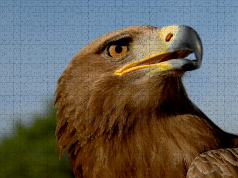 Golden eagle (Aquila chrysaetos) - CALVENDO photo puzzle 