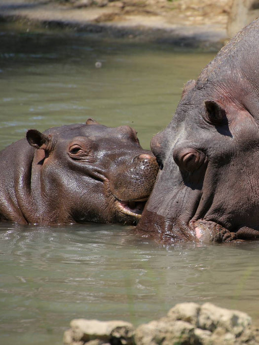Meine Mama ist die Beste. - CALVENDO Foto-Puzzle'