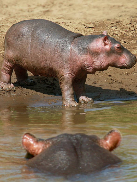 Hippobaby auf Landgang - CALVENDO Foto-Puzzle'