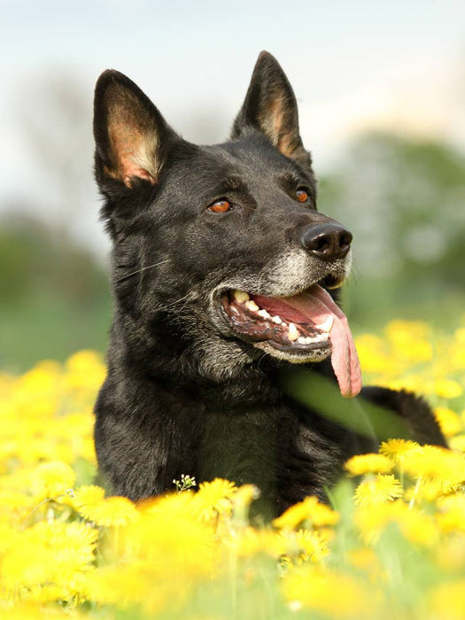 Deutscher Schäferhund - CALVENDO Foto-Puzzle'