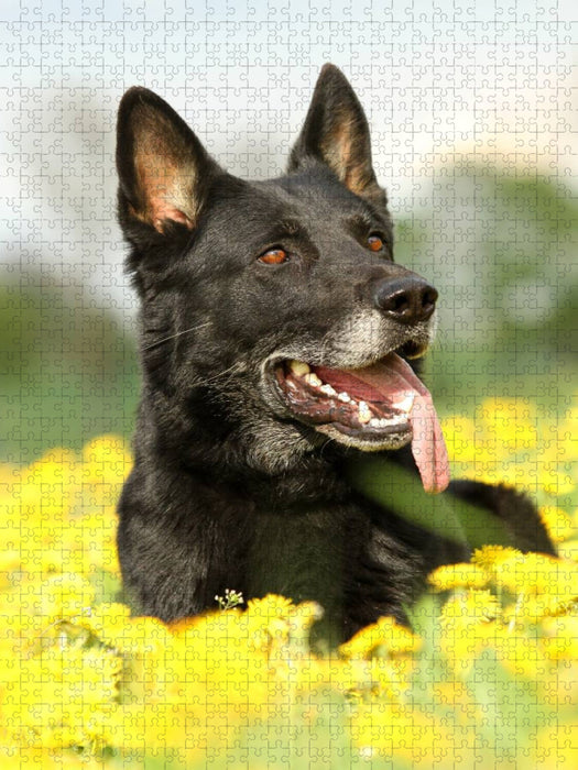 Deutscher Schäferhund - CALVENDO Foto-Puzzle'