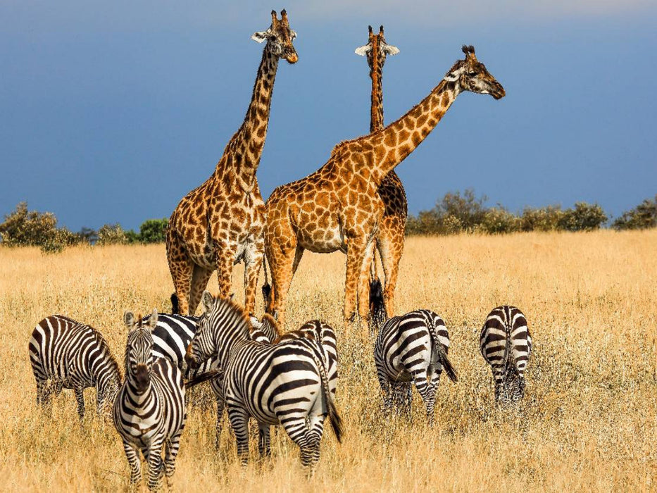 Tiergemeinschaft in der Savanne - CALVENDO Foto-Puzzle'