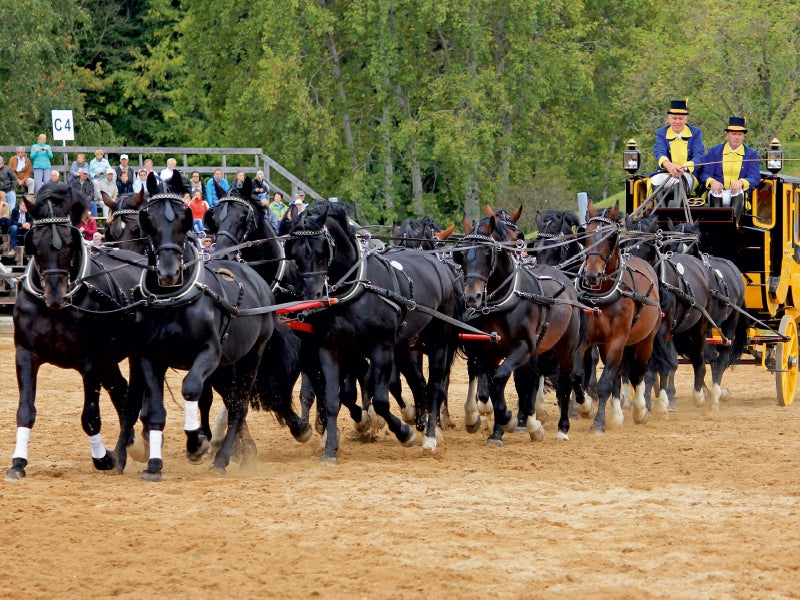 Moritzburg Stallion Parade: 16 stallions in front of the stagecoach! - CALVENDO photo puzzle 