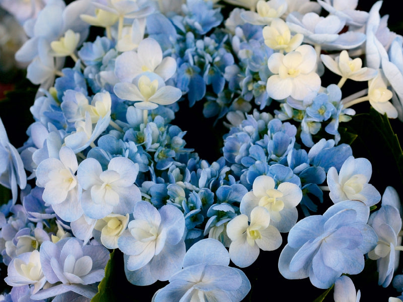 Hellblaue Hortensie 1000 Teile Puzzle quer - CALVENDO Foto-Puzzle'