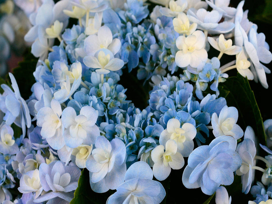 Hortensia bleu clair - Puzzle photo CALVENDO 