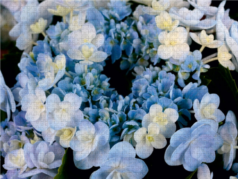 Hellblaue Hortensie 1000 Teile Puzzle quer - CALVENDO Foto-Puzzle'
