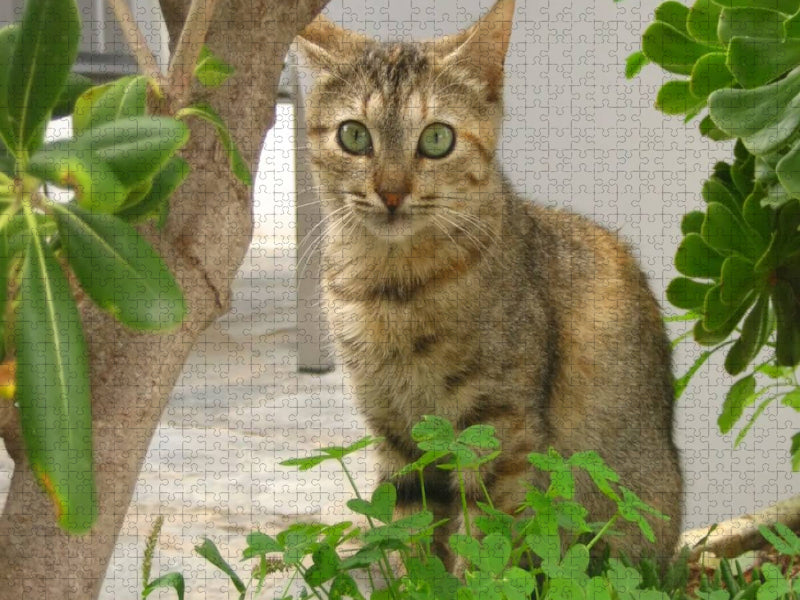 Katzen der Kykladen - Frühling auf Naxos - CALVENDO Foto-Puzzle'