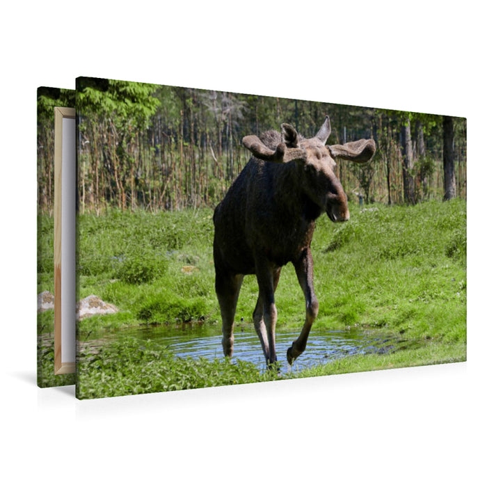 Premium Textil-Leinwand Grönåsen Elchpark
