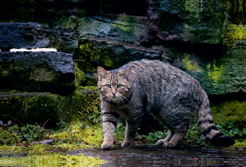 Premium Textil-Leinwand Wildkatze