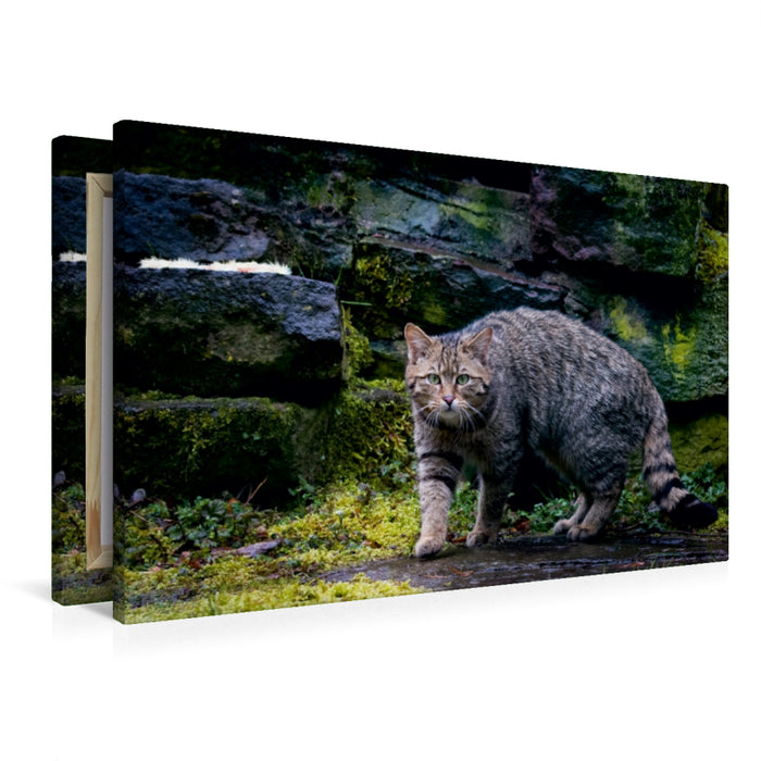 Premium Textil-Leinwand Wildkatze