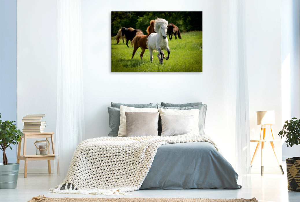 Premium Textil-Leinwand Premium Textil-Leinwand 120 cm x 80 cm quer Ein Motiv aus dem Kalender Isländer - icelandic horses