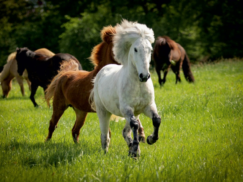 Ein Motiv aus dem Kalender Isländer - icelandic horses 1000 Teile Puzzle quer - CALVENDO Foto-Puzzle'