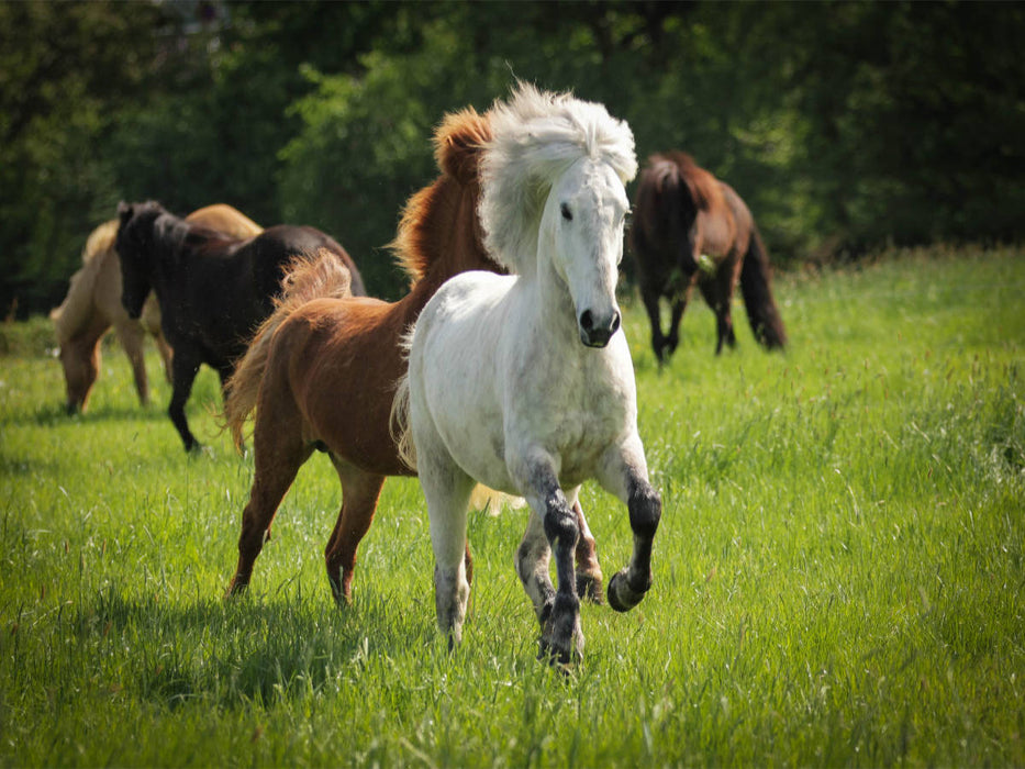 Chevaux islandais - Chevaux islandais - Puzzle photo CALVENDO 