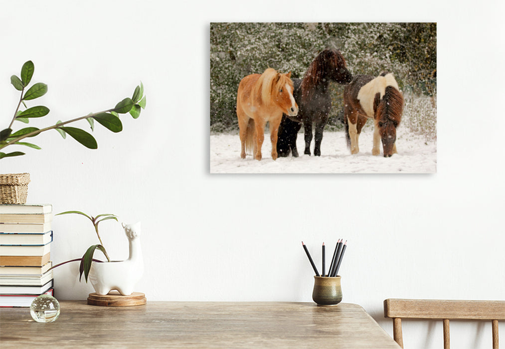 Premium Textil-Leinwand Premium Textil-Leinwand 120 cm x 80 cm quer Ein Motiv aus dem Kalender Isländer - icelandic horses