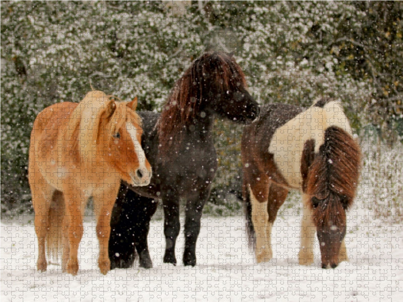 Icelandic horses - Icelandic horses - CALVENDO photo puzzle 