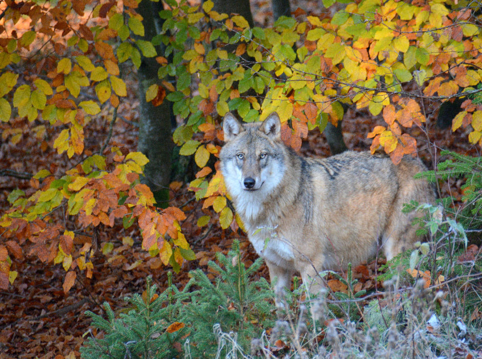 Wolf im Herbstwald - CALVENDO Foto-Puzzle'