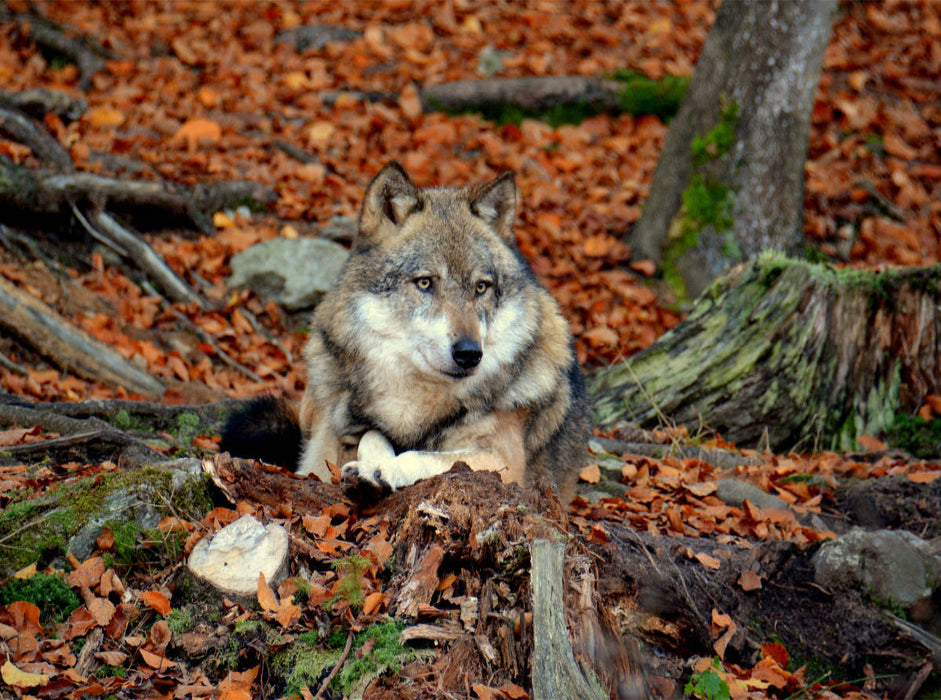 Ruhender Wolf - CALVENDO Foto-Puzzle'