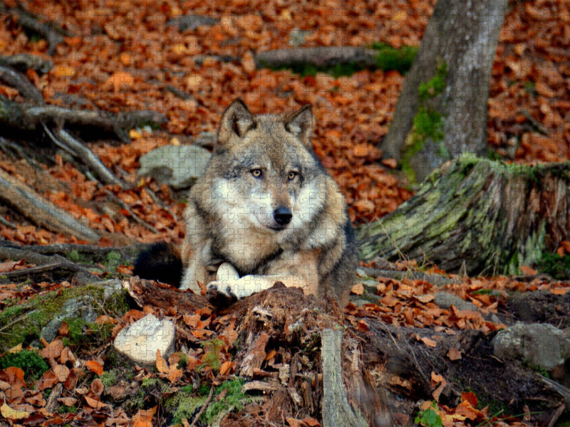 Ruhender Wolf - CALVENDO Foto-Puzzle'