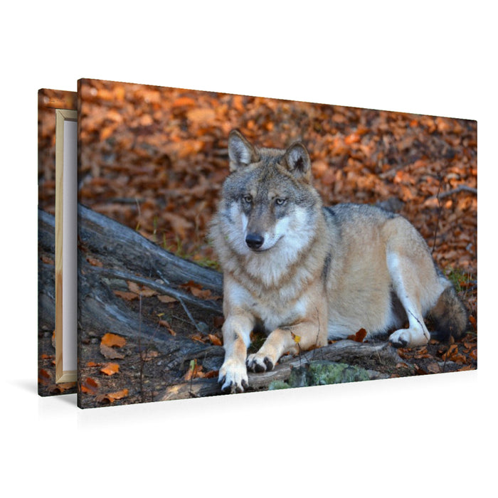 Premium Textil-Leinwand Liegender Wolf
