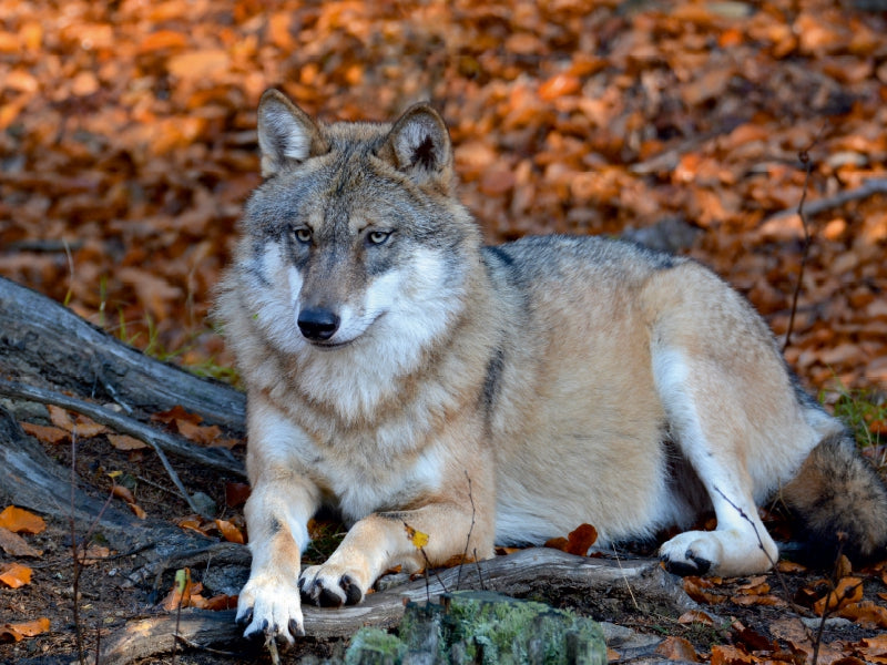 Loup couché - Puzzle photo CALVENDO 