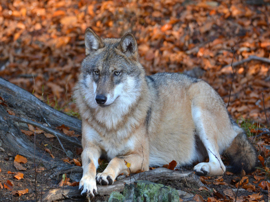 Loup couché - Puzzle photo CALVENDO 