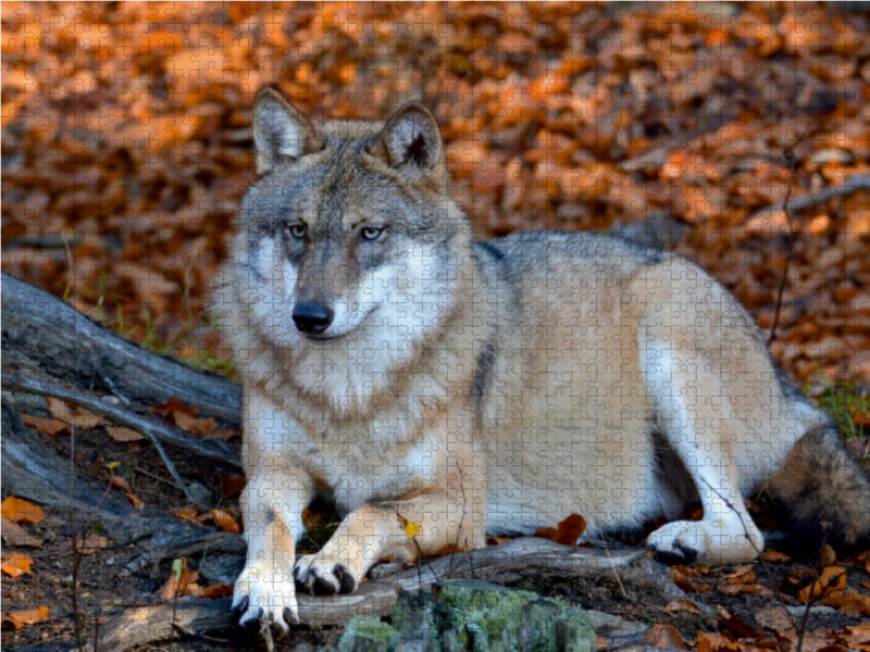 Loup couché - Puzzle photo CALVENDO 