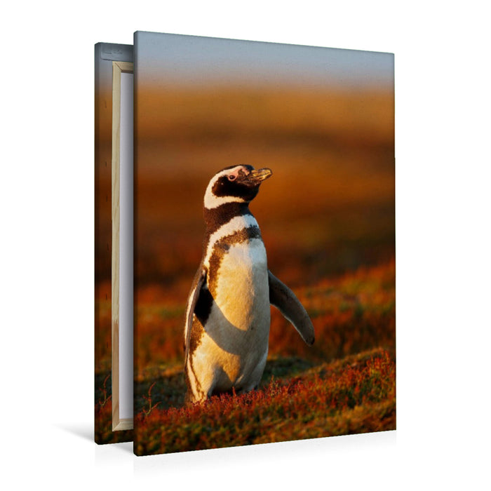 Premium Textil-Leinwand Magellan-Pinguin