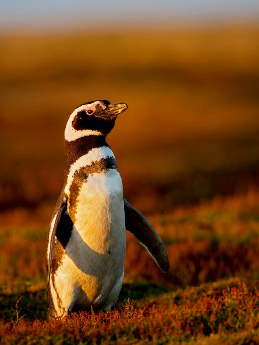 Magellan-Pinguin 1000 Teile Puzzle hoch - CALVENDO Foto-Puzzle'