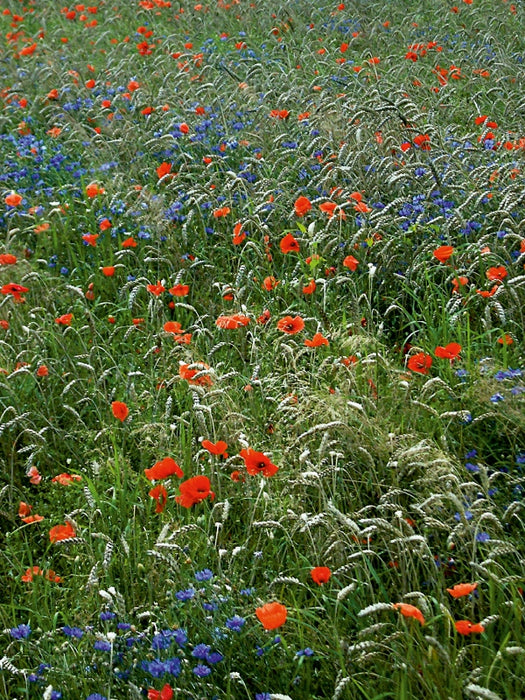 Mohn und Kornblumen 1000 Teile Puzzle hoch - CALVENDO Foto-Puzzle'