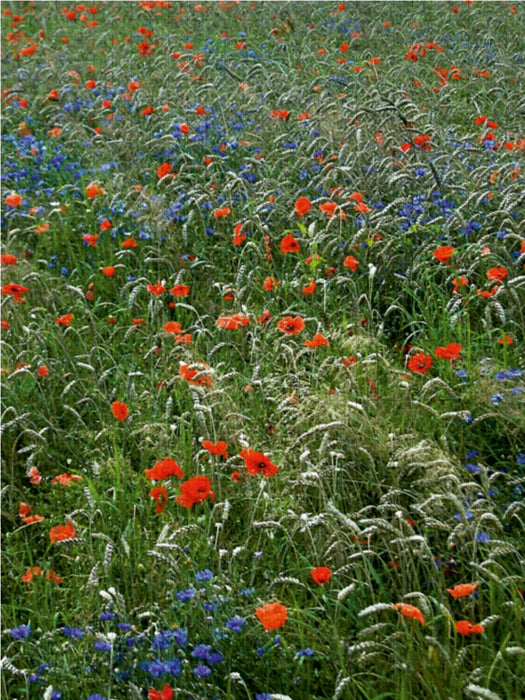 Mohn und Kornblumen 1000 Teile Puzzle hoch - CALVENDO Foto-Puzzle'