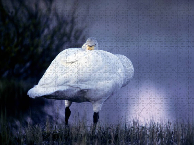 wilden Schwan. Finnland - CALVENDO Foto-Puzzle'
