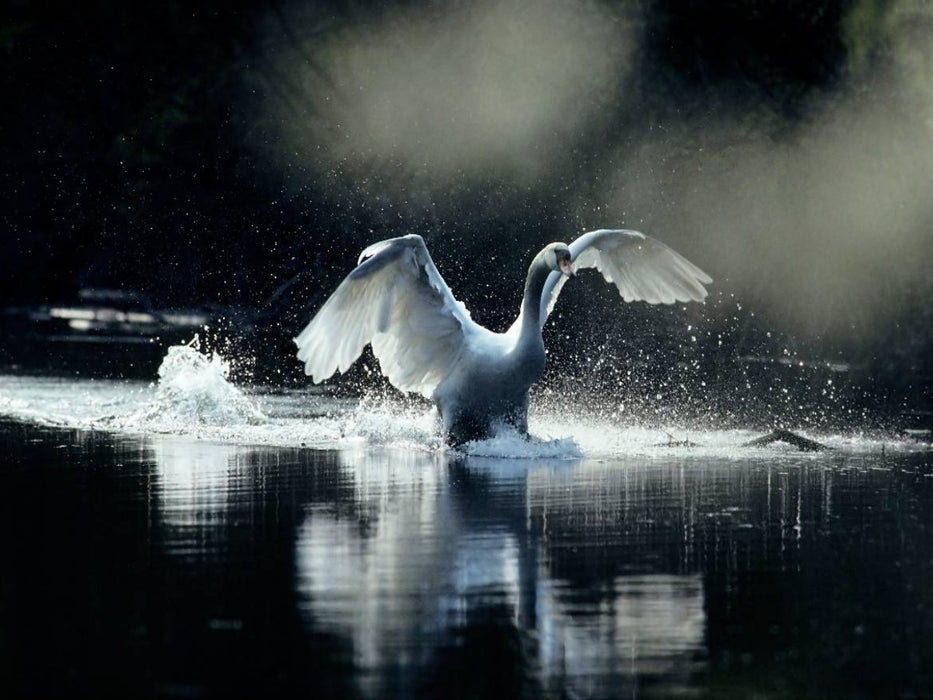 Ein Bild SWANS Kalender. weiß Eleganz - CALVENDO Foto-Puzzle'