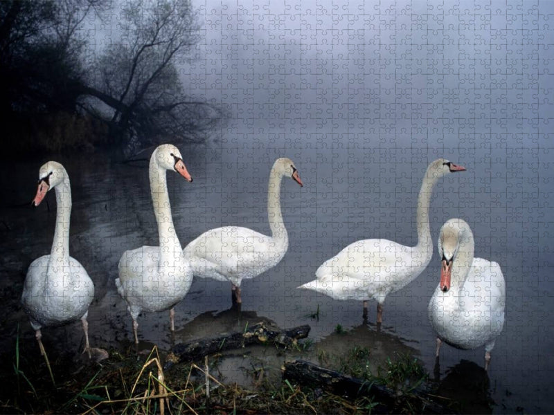 stummen Schwäne. Frankreich - CALVENDO Foto-Puzzle'