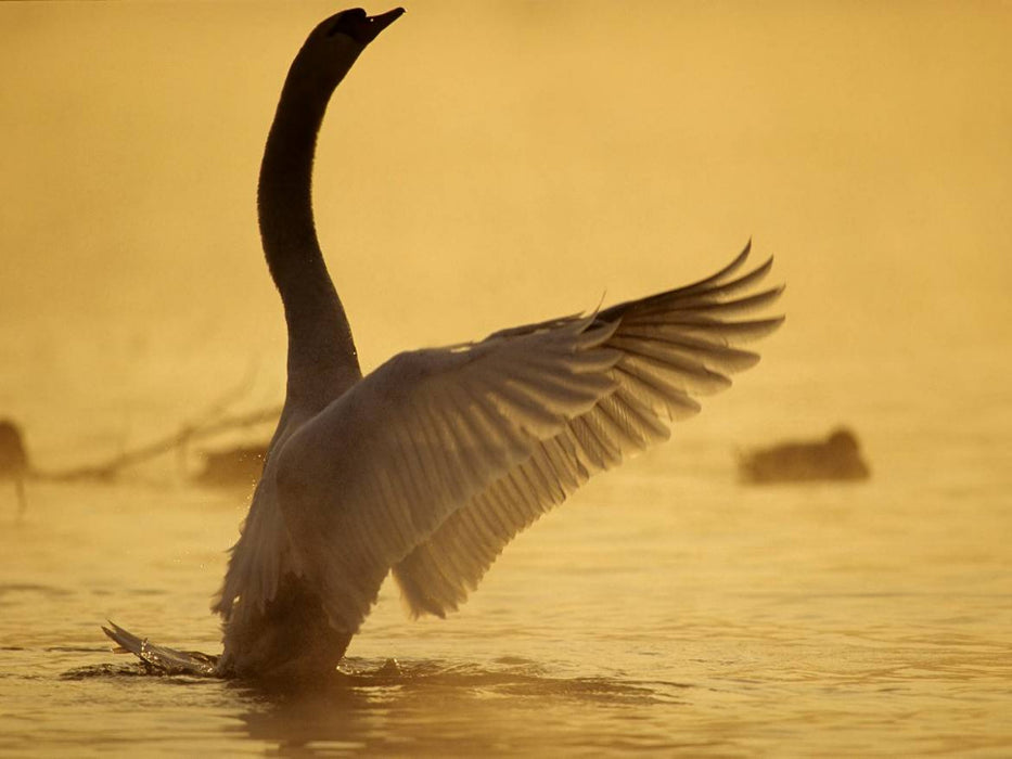 Ein Bild aus dem Kalender SWANS / UK-Version - CALVENDO Foto-Puzzle'