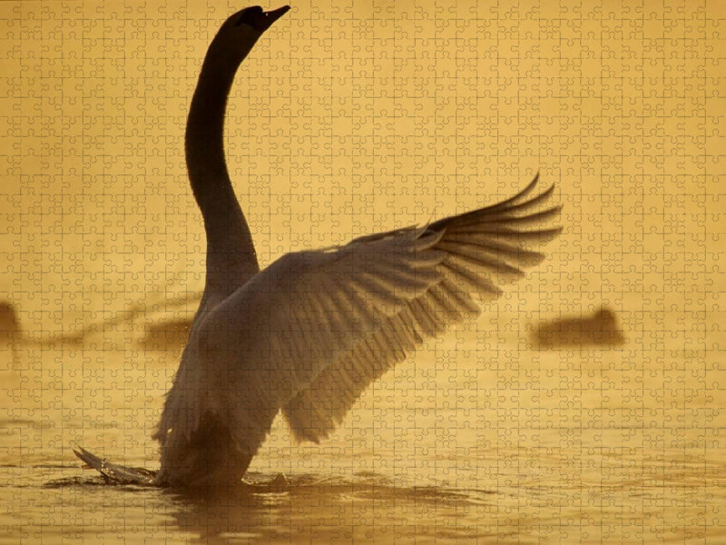 Ein Bild aus dem Kalender SWANS / UK-Version - CALVENDO Foto-Puzzle'
