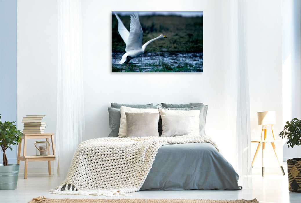 Toile textile premium Toile textile premium 120 cm x 80 cm paysage cygne sauvage. Finlande 