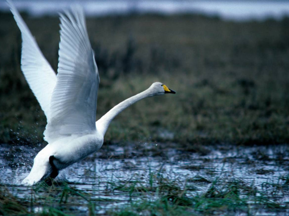 wilden Schwan. Finnland - CALVENDO Foto-Puzzle'