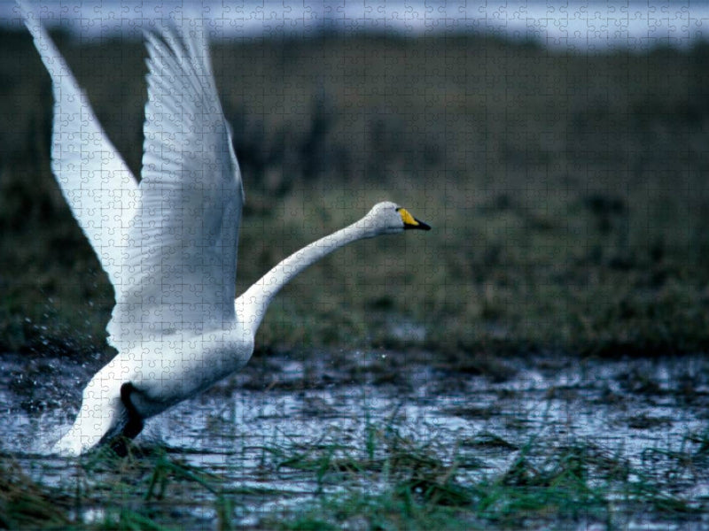 wilden Schwan. Finnland - CALVENDO Foto-Puzzle'
