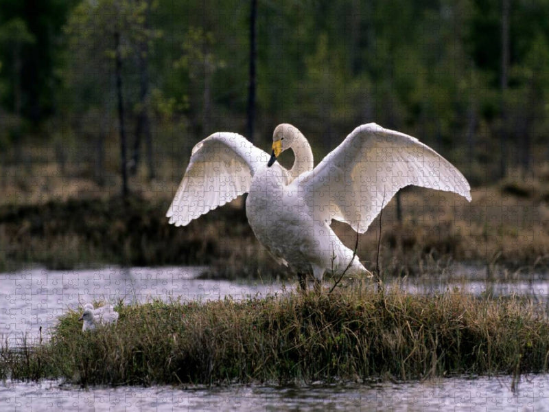 Singschwäne. Finnland - CALVENDO Foto-Puzzle'