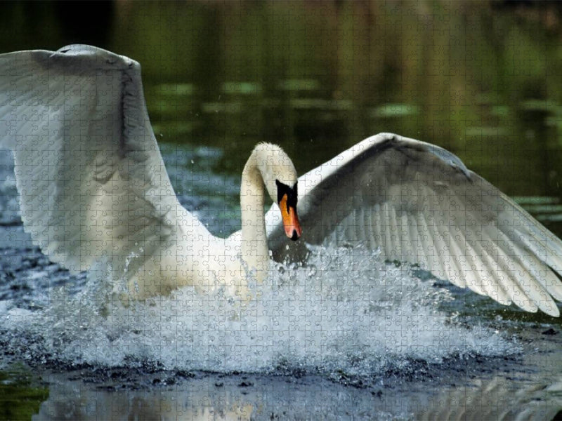 Mute Swan. Frankreich - CALVENDO Foto-Puzzle'