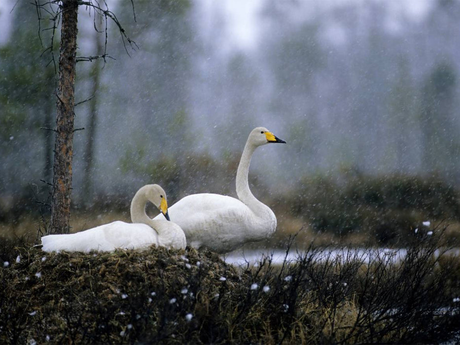Singschwäne. Finnland - CALVENDO Foto-Puzzle'