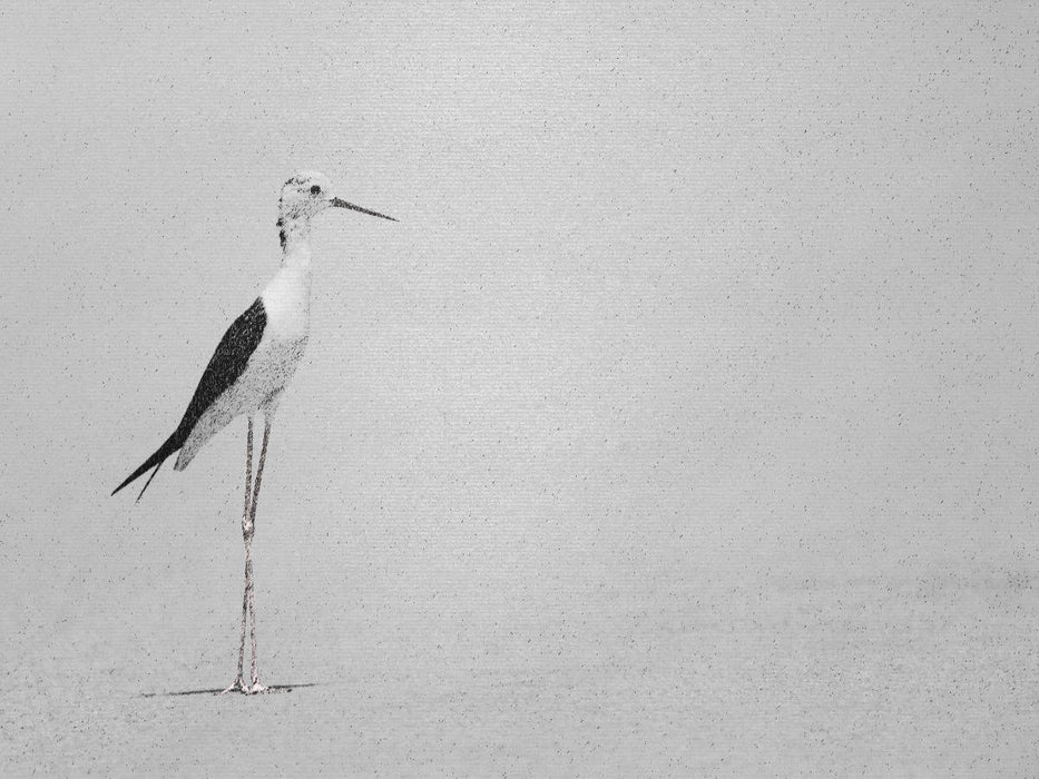 Stelzenläufer - CALVENDO Foto-Puzzle'