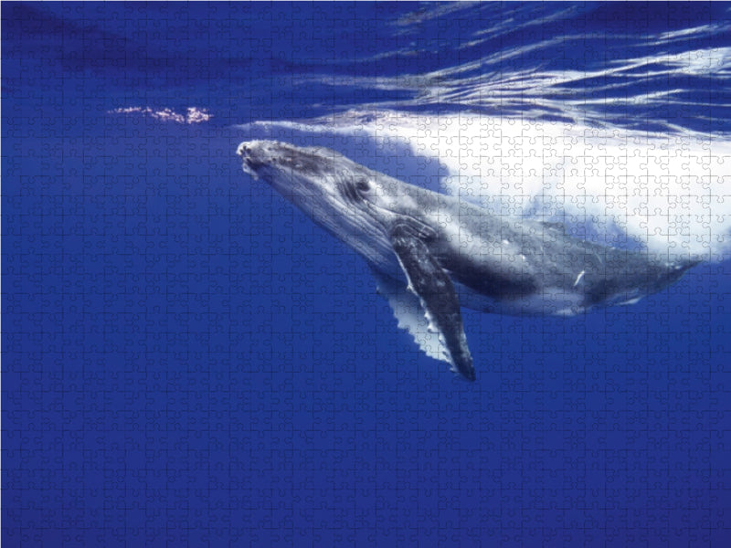 Mach doch nicht so eine Welle 1000 Teile Puzzle quer - CALVENDO Foto-Puzzle'
