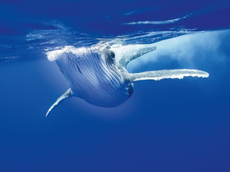 Underwater Playtime - CALVENDO Photo Puzzle