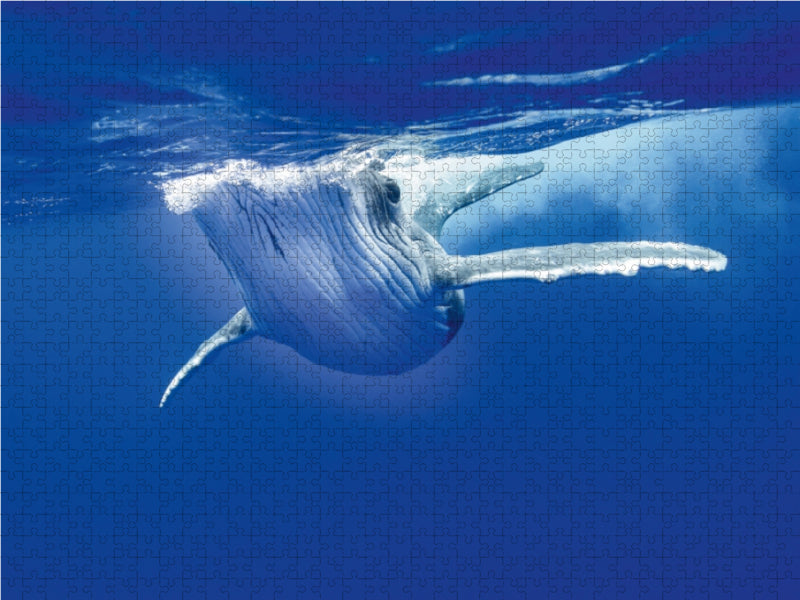 Underwater Playtime - CALVENDO Photo Puzzle