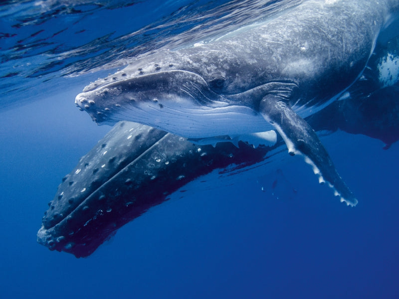 Humpback whale calf full of joy of life - CALVENDO photo puzzle 